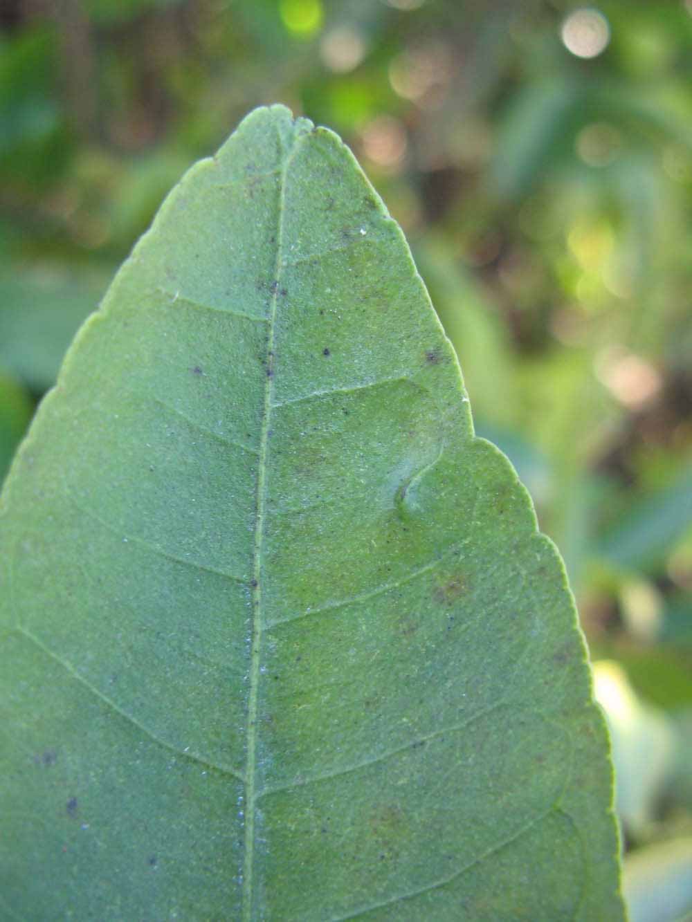              Margin (Winter Haven, FL)       